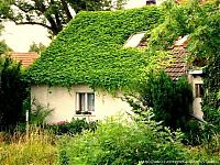 Architecture & Design: house with wild ivy