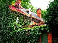 Architecture & Design: house with wild ivy