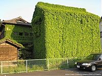 Architecture & Design: house with wild ivy