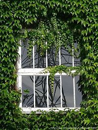 Architecture & Design: house with wild ivy