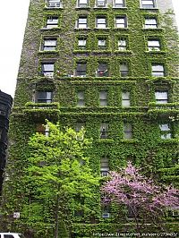 Architecture & Design: house with wild ivy