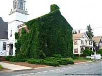 Architecture & Design: house with wild ivy