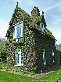 Architecture & Design: house with wild ivy