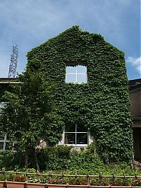 Architecture & Design: house with wild ivy