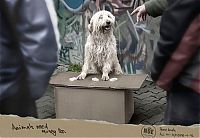 Architecture & Design: best ads with dogs