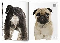 Architecture & Design: best ads with dogs