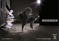 Architecture & Design: best ads with dogs