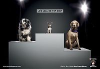 Architecture & Design: best ads with dogs