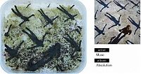 TopRq.com search results: bento lunches decorated as album covers