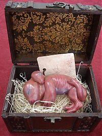 Architecture & Design: chimera fetus box