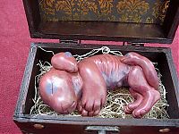 TopRq.com search results: chimera fetus box