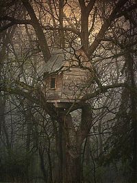 Architecture & Design: treehouse