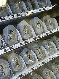 Architecture & Design: Crab vending machines, China