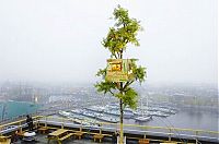 Architecture & Design: treehouse