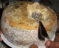 TopRq.com search results: casu marzu cheese