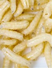 TopRq.com search results: casu marzu cheese