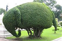 Architecture & Design: garden topiary plant art