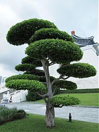 Architecture & Design: garden topiary plant art