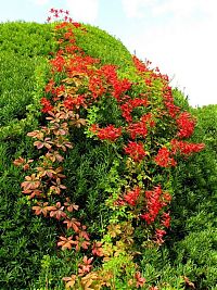 TopRq.com search results: garden topiary plant art