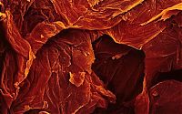 Architecture & Design: food under a microscope