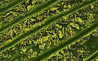 Architecture & Design: food under a microscope