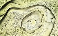 TopRq.com search results: food under a microscope