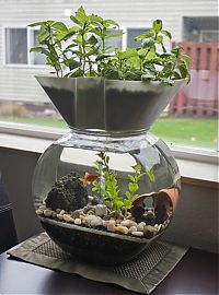 Architecture & Design: self-cleaning aquaponic aquarium