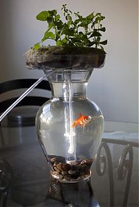 Architecture & Design: self-cleaning aquaponic aquarium