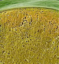 TopRq.com search results: food under a microscope