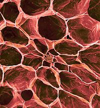 Architecture & Design: food under a microscope