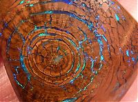 Architecture & Design: opalized wood boulder opal