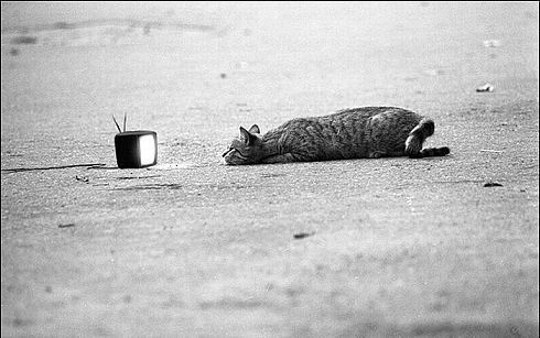 Photo of the Day