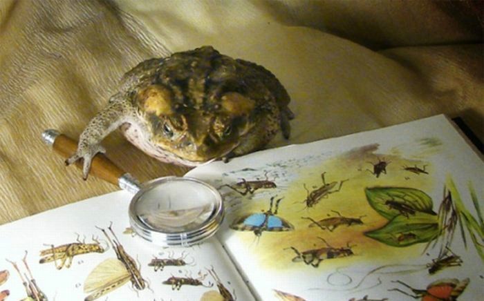 Давлюсь слюной во сне. Солевая лягушка. Прикольная открытка с картиной подавился слюной. Есть многое на свете друг Горацио.
