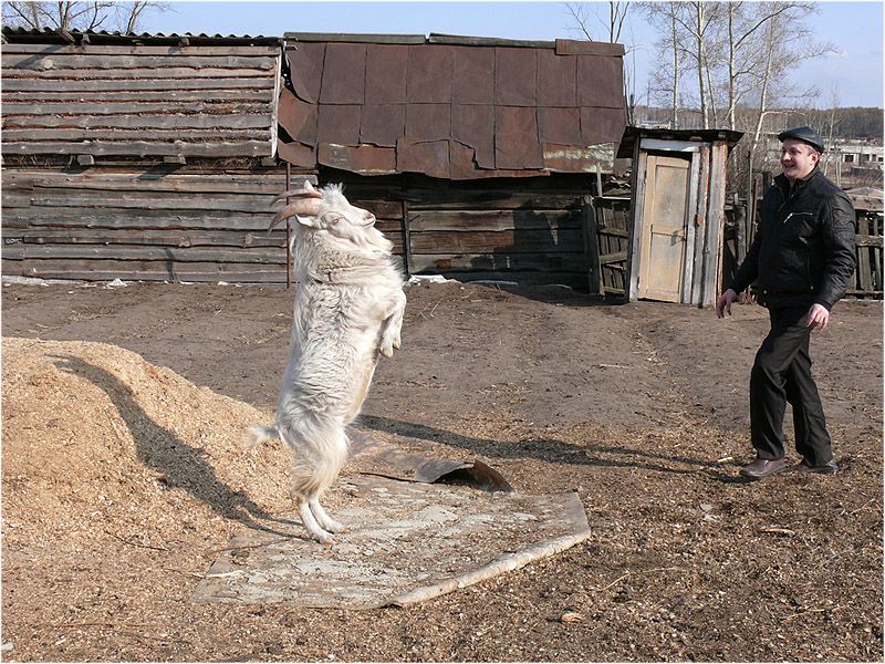 Приезжай свататься. Козлы Здоровые. Козёл ходит на задних ногах. Идет свататься смешное.