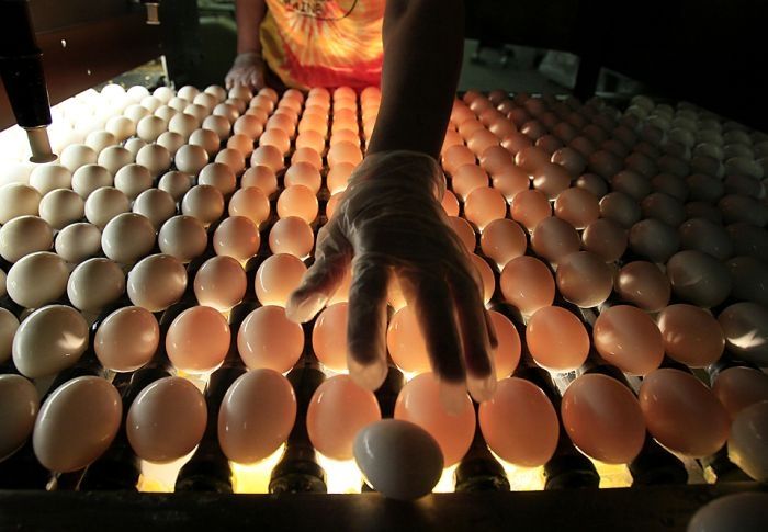 Egg Farm Probe