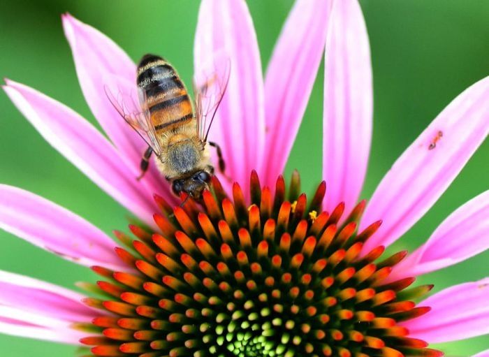 Searching for Nectar