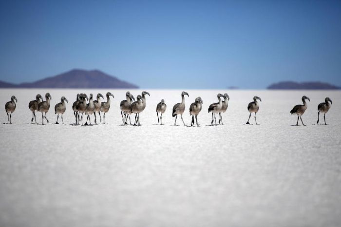 Bolivia Dying Baby Flamingos