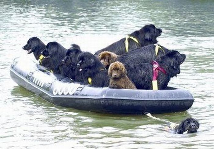 Italy Canine Lifeguards