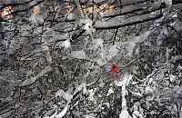 Pictures of the Day: 