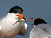 Pictures of the Day: 