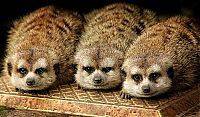 Pictures of the Day: 