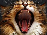 Pictures of the Day: 