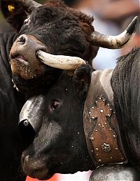 Pictures of the Day: 