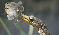 TopRq.com search results: The Anhinga Trail