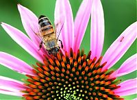 Pictures of the Day: Searching for Nectar