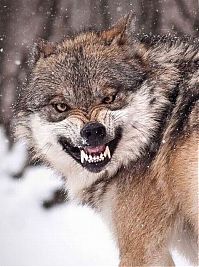 Pictures of the Day: 