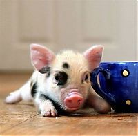 Pictures of the Day: 