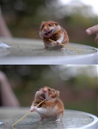 Pictures of the Day