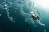 Pictures of the Day