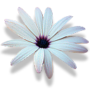 emoticon